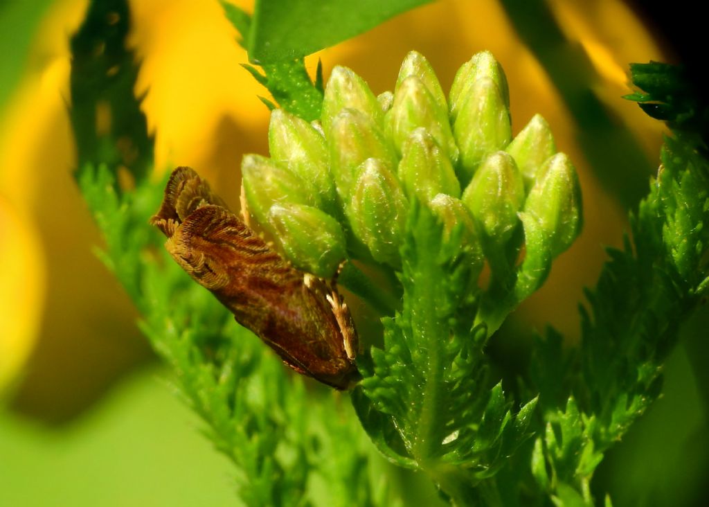 Richiesta Id Tortricidae: cfr. Lathronympha strigana